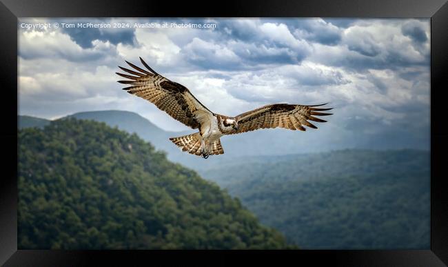Osprey in Flight Framed Print by Tom McPherson