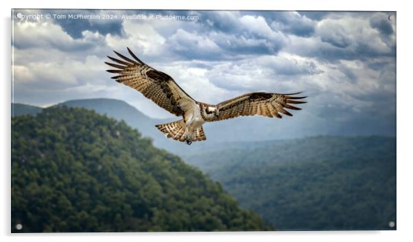 Osprey in Flight Acrylic by Tom McPherson