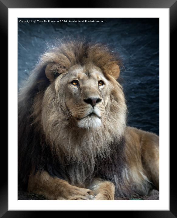 Lion Portrait Framed Mounted Print by Tom McPherson