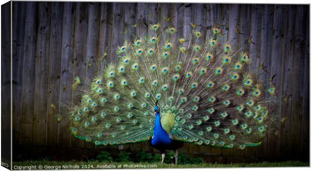 Peacock show Canvas Print by George Nicholls