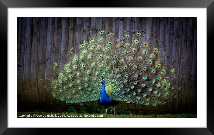 Peacock show Framed Mounted Print by George Nicholls