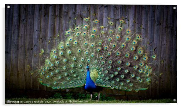 Peacock show Acrylic by George Nicholls