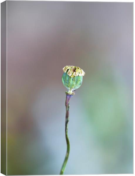Poppy Seed Head Canvas Print by Alison Chambers