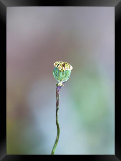 Poppy Seed Head Framed Print by Alison Chambers
