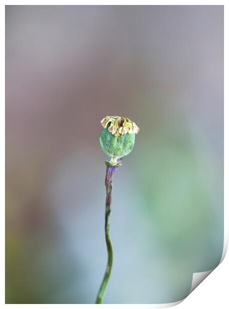 Poppy Seed Head Print by Alison Chambers