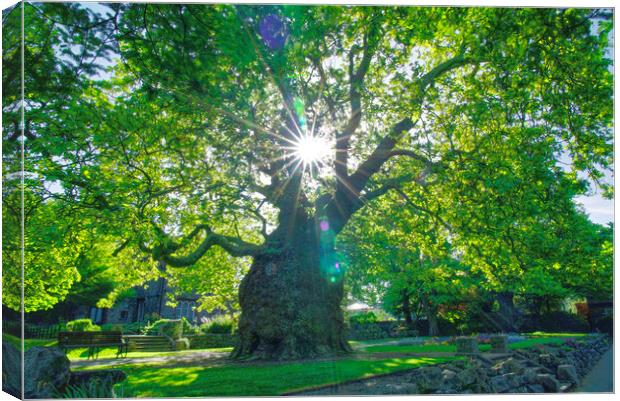 Canterbury Westgate Gardens Tree Canvas Print by Alison Chambers