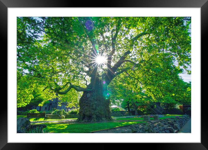 Canterbury Westgate Gardens Tree Framed Mounted Print by Alison Chambers