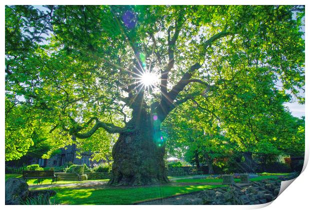 Canterbury Westgate Gardens Tree Print by Alison Chambers