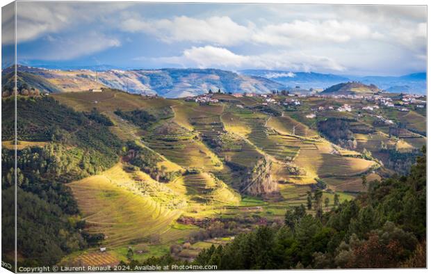The Douro valley with the vineyards of the terraced fields, Port Canvas Print by Laurent Renault