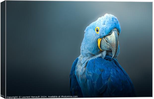 Big blue parrot, Hyacinth Macaw, over dark background Canvas Print by Laurent Renault