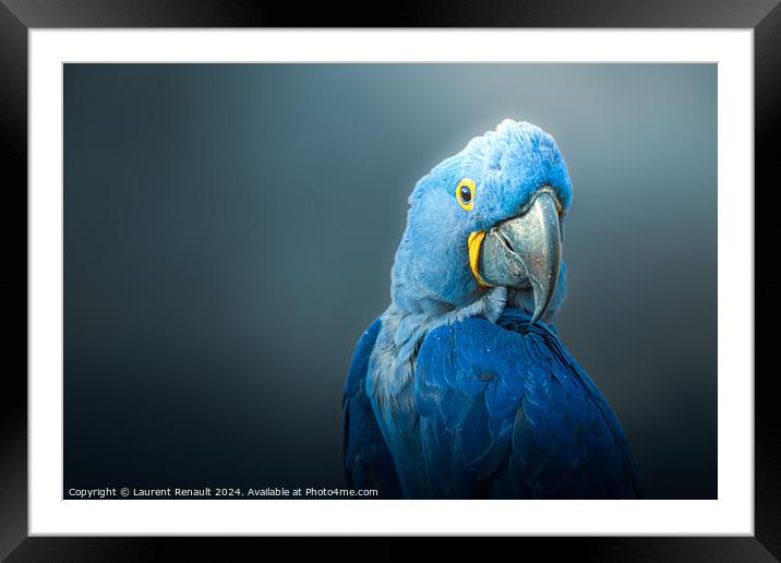Big blue parrot, Hyacinth Macaw, over dark background Framed Mounted Print by Laurent Renault