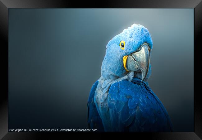 Big blue parrot, Hyacinth Macaw, over dark background Framed Print by Laurent Renault