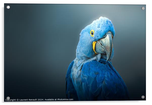 Big blue parrot, Hyacinth Macaw, over dark background Acrylic by Laurent Renault