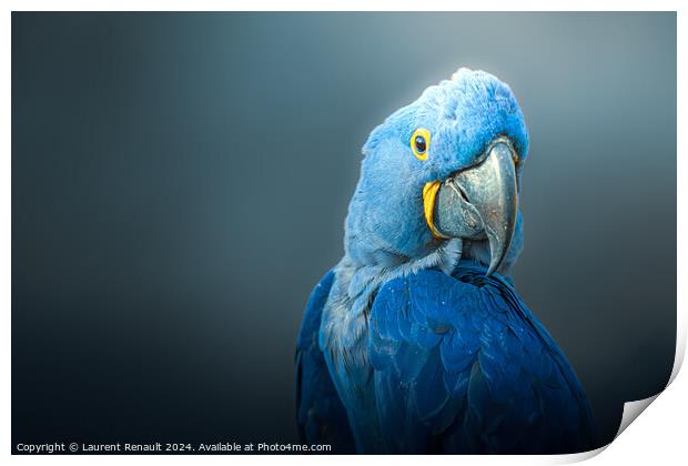 Big blue parrot, Hyacinth Macaw, over dark background Print by Laurent Renault