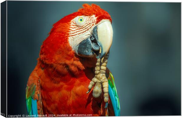 Red Scarlet macaw bird photographed over dark background Canvas Print by Laurent Renault