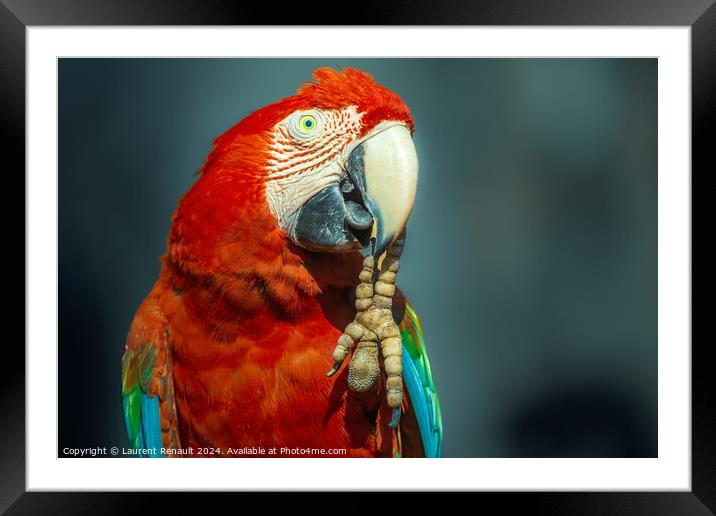 Red Scarlet macaw bird photographed over dark background Framed Mounted Print by Laurent Renault