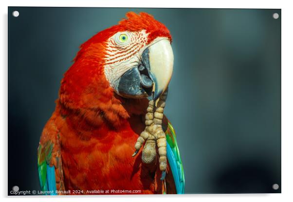 Red Scarlet macaw bird photographed over dark background Acrylic by Laurent Renault