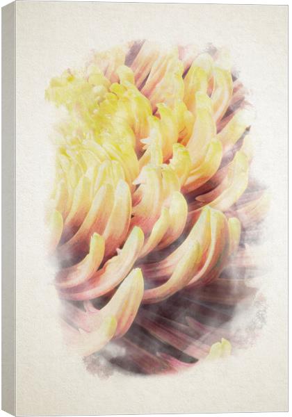 closeup of chrysanthemum morifolium in watercolor Canvas Print by youri Mahieu