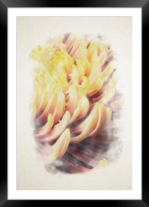closeup of chrysanthemum morifolium in watercolor Framed Mounted Print by youri Mahieu