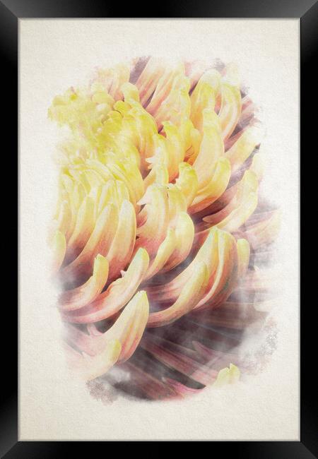 closeup of chrysanthemum morifolium in watercolor Framed Print by youri Mahieu