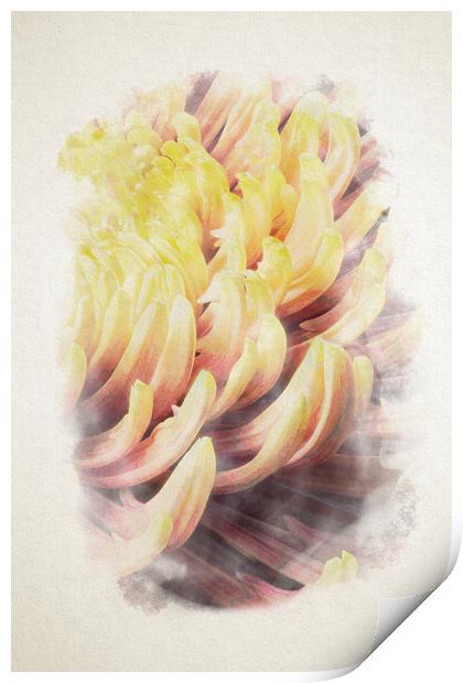closeup of chrysanthemum morifolium in watercolor Print by youri Mahieu