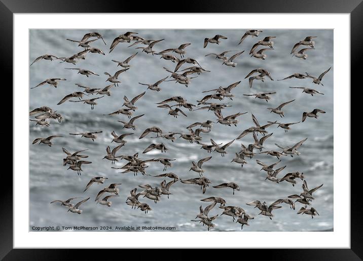 Purple Sandpipers Framed Mounted Print by Tom McPherson