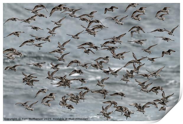 Purple Sandpipers Print by Tom McPherson