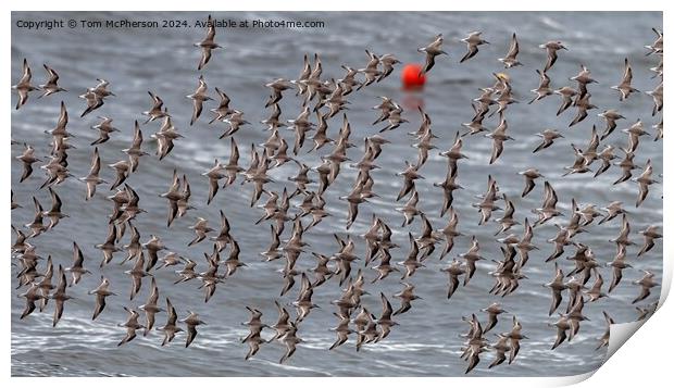 A flock of Purple Sandpipers Print by Tom McPherson