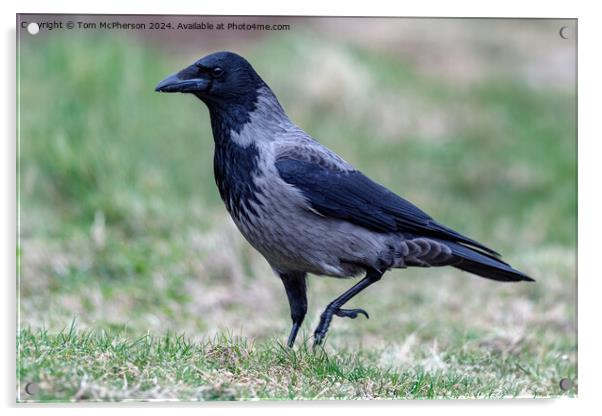 Hooded Crow Acrylic by Tom McPherson