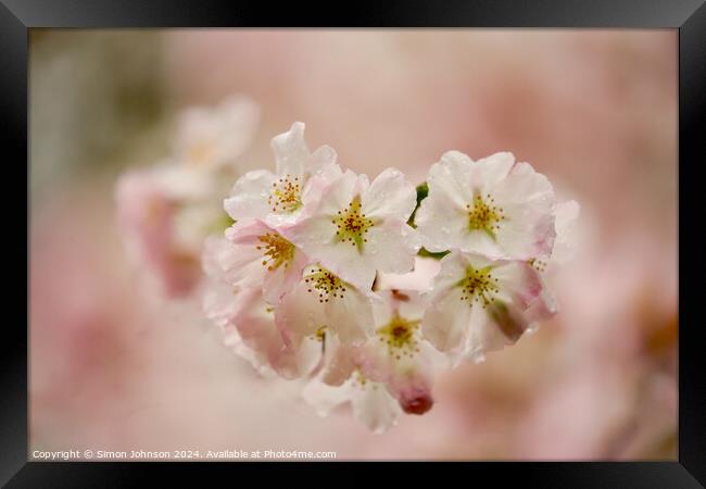 Spring Blossom Framed Print by Simon Johnson