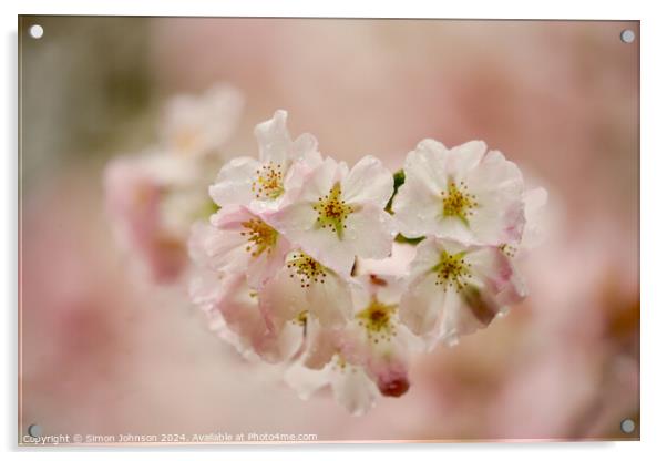 Spring Blossom Acrylic by Simon Johnson