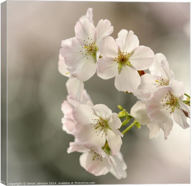 Plant flower Canvas Print by Simon Johnson