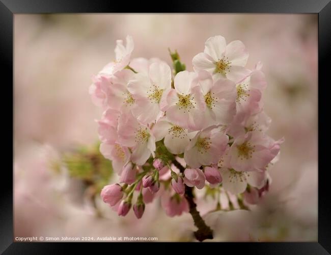 Spring Cherry Blossom Framed Print by Simon Johnson