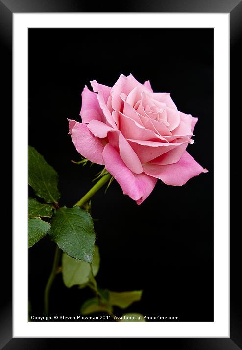 Pink rose Framed Mounted Print by Steven Plowman