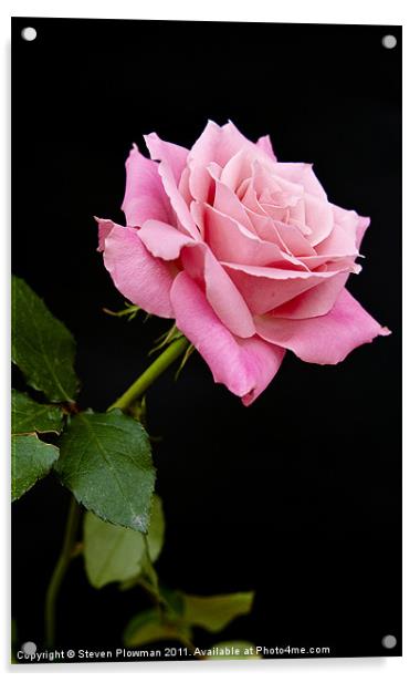 Pink rose Acrylic by Steven Plowman