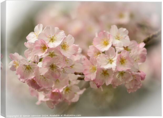 Spring blossom  Canvas Print by Simon Johnson