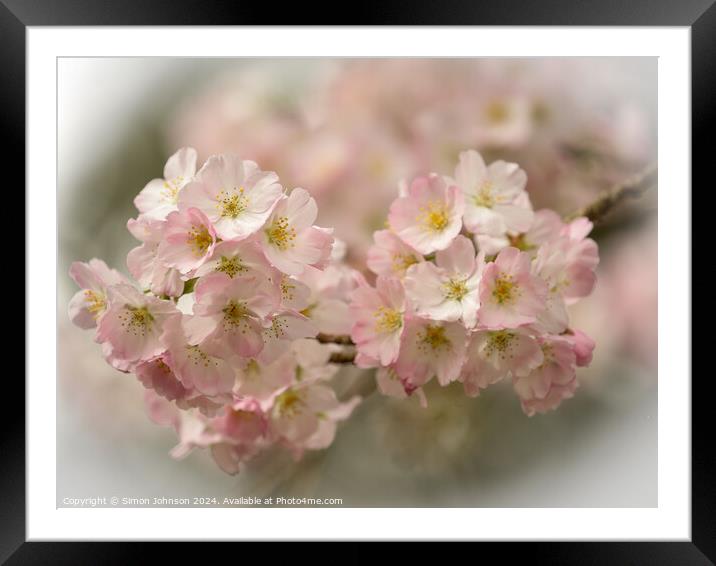 Spring blossom  Framed Mounted Print by Simon Johnson