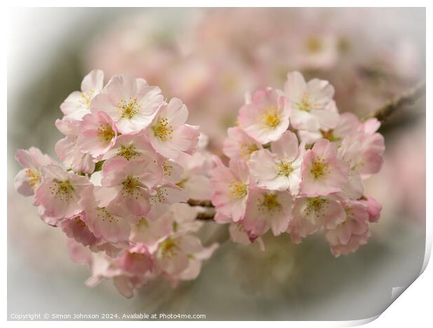 Spring blossom  Print by Simon Johnson