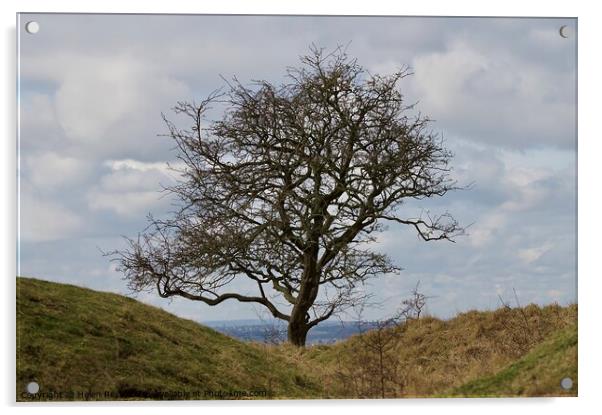 Single tree in a gap  Acrylic by Helen Reid