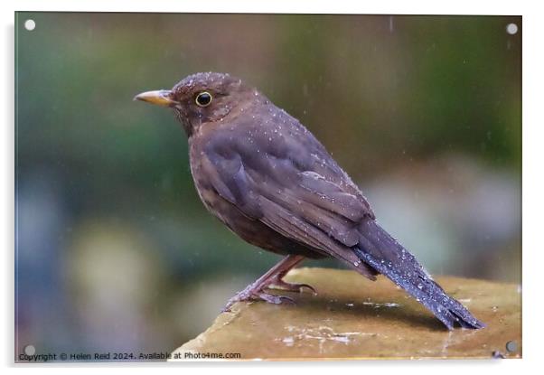 Black bird in the rain Acrylic by Helen Reid