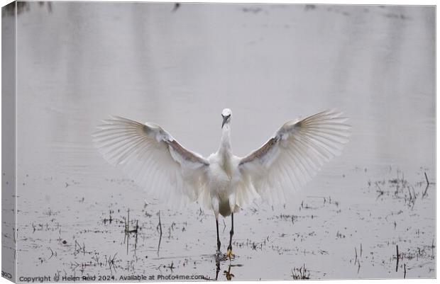 Little egret wings stretched open Canvas Print by Helen Reid