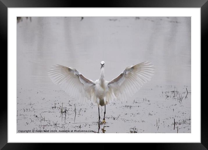 Little egret wings stretched open Framed Mounted Print by Helen Reid