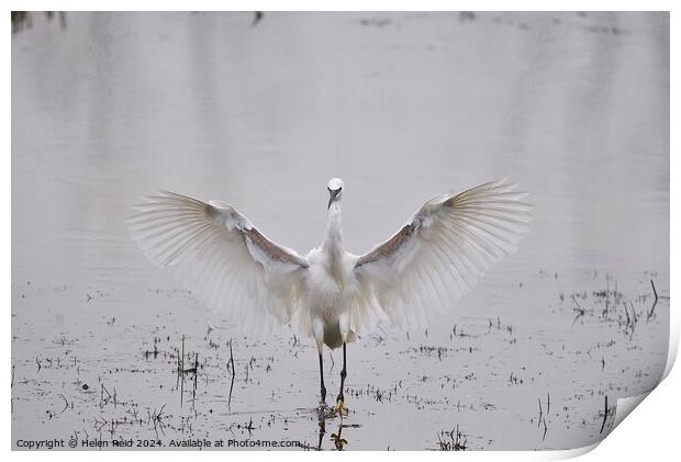 Little egret wings stretched open Print by Helen Reid