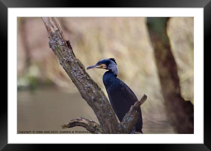 Cormorant bird perched on a tree branch Framed Mounted Print by Helen Reid