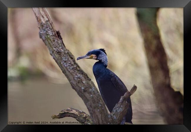 Cormorant bird perched on a tree branch Framed Print by Helen Reid