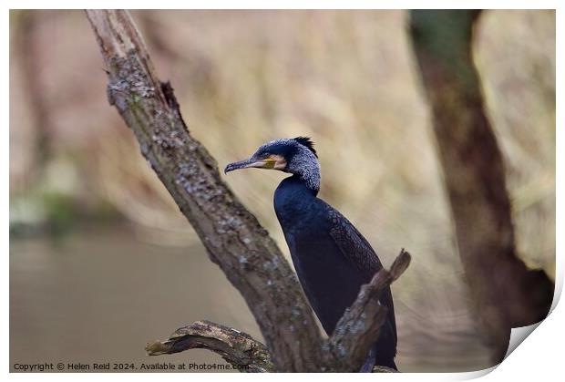 Cormorant bird perched on a tree branch Print by Helen Reid