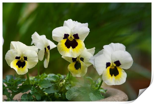 Plant pansy flower Print by Helen Reid