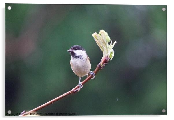 Coaltit bird perched on a spring branch Acrylic by Helen Reid
