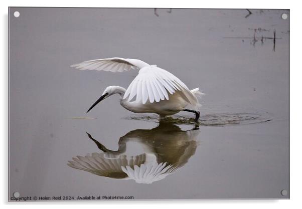 Little egret wings open  Acrylic by Helen Reid