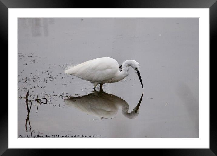 Little egret reflection on water Framed Mounted Print by Helen Reid